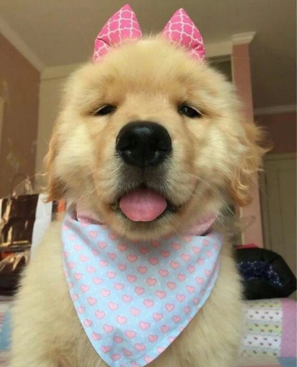 Golden Retriever Fofo com Acessórios
