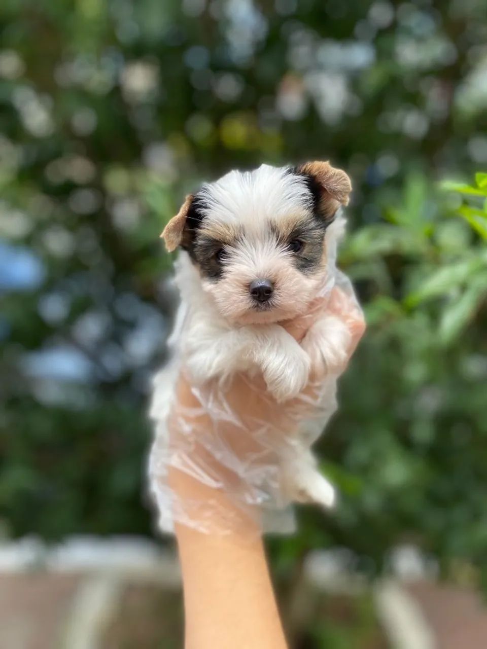Biewer Terrier Peludos Felizes, Cuidados por Veterinários - Garantia Total !!
