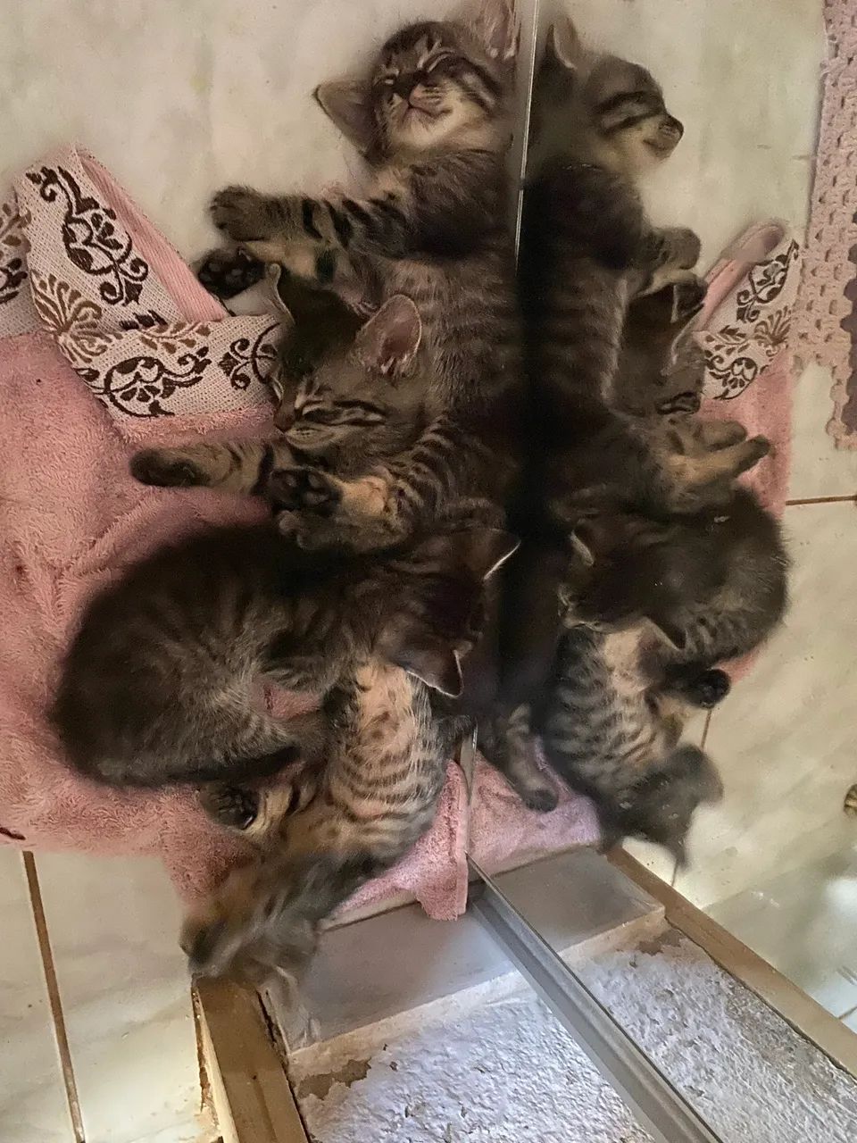 Gatinhos para doação  - Foto 5