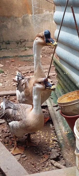 Lindo casal saudável já entrou na postura,