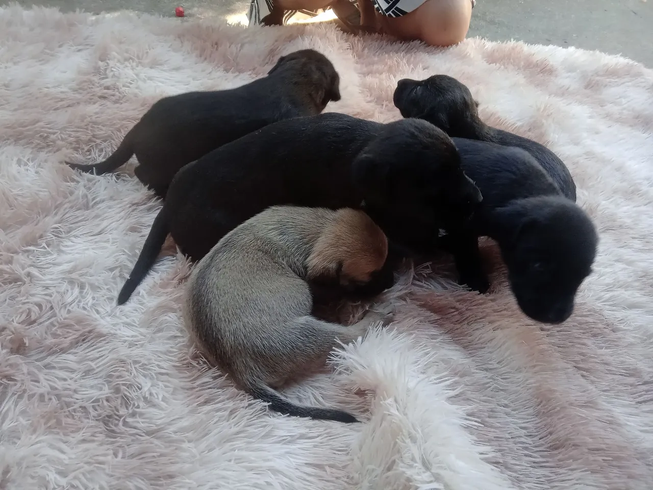 Filho de cachorro comum