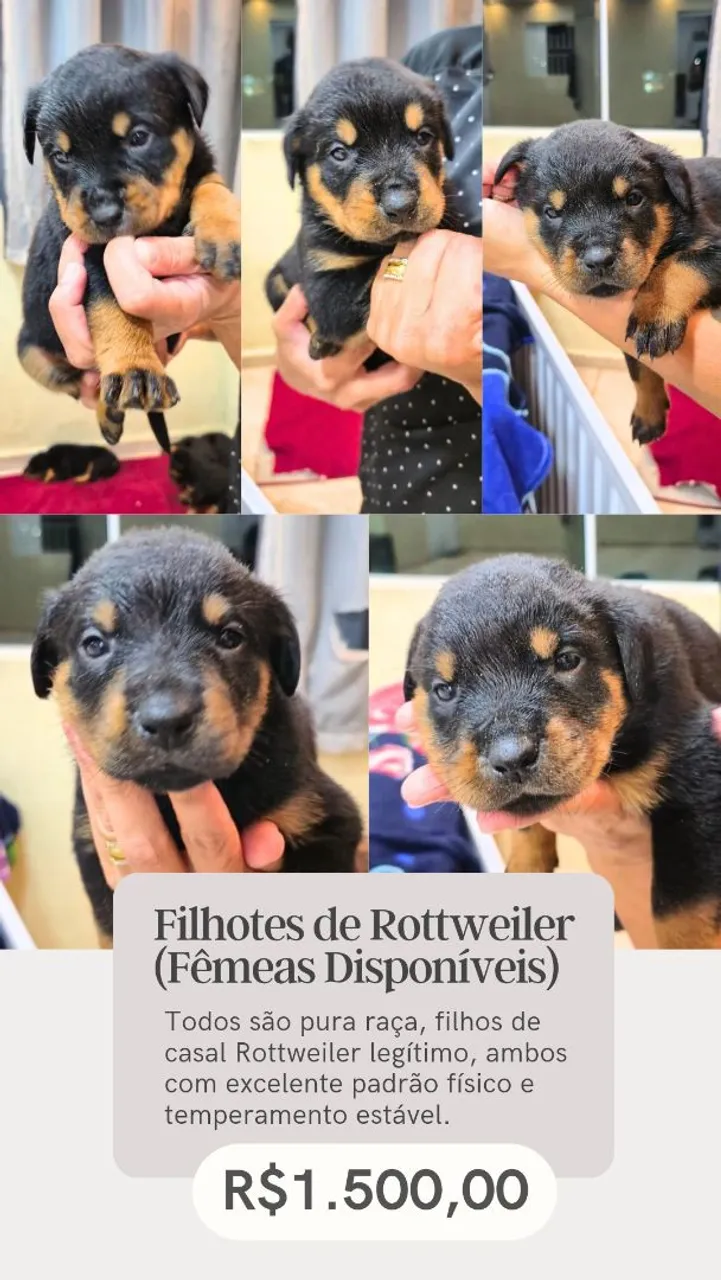 Filhotes de Rottweiler Fêmeas Disponíveis