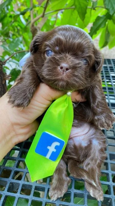 Cachorro Shih Tzu Filhote chocolate sólido  - Foto 3
