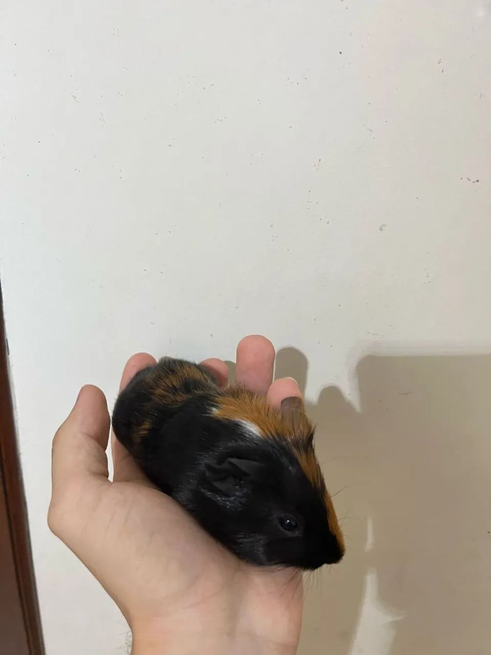 Filhote de porquinhos da Índia  - Foto 6