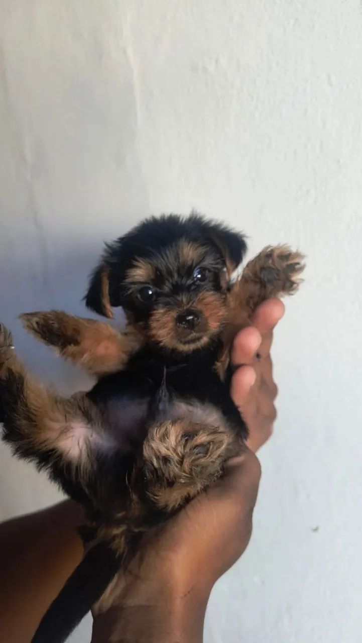 FILHOTES DE YORKSHIRE TERRIER  - Foto 2
