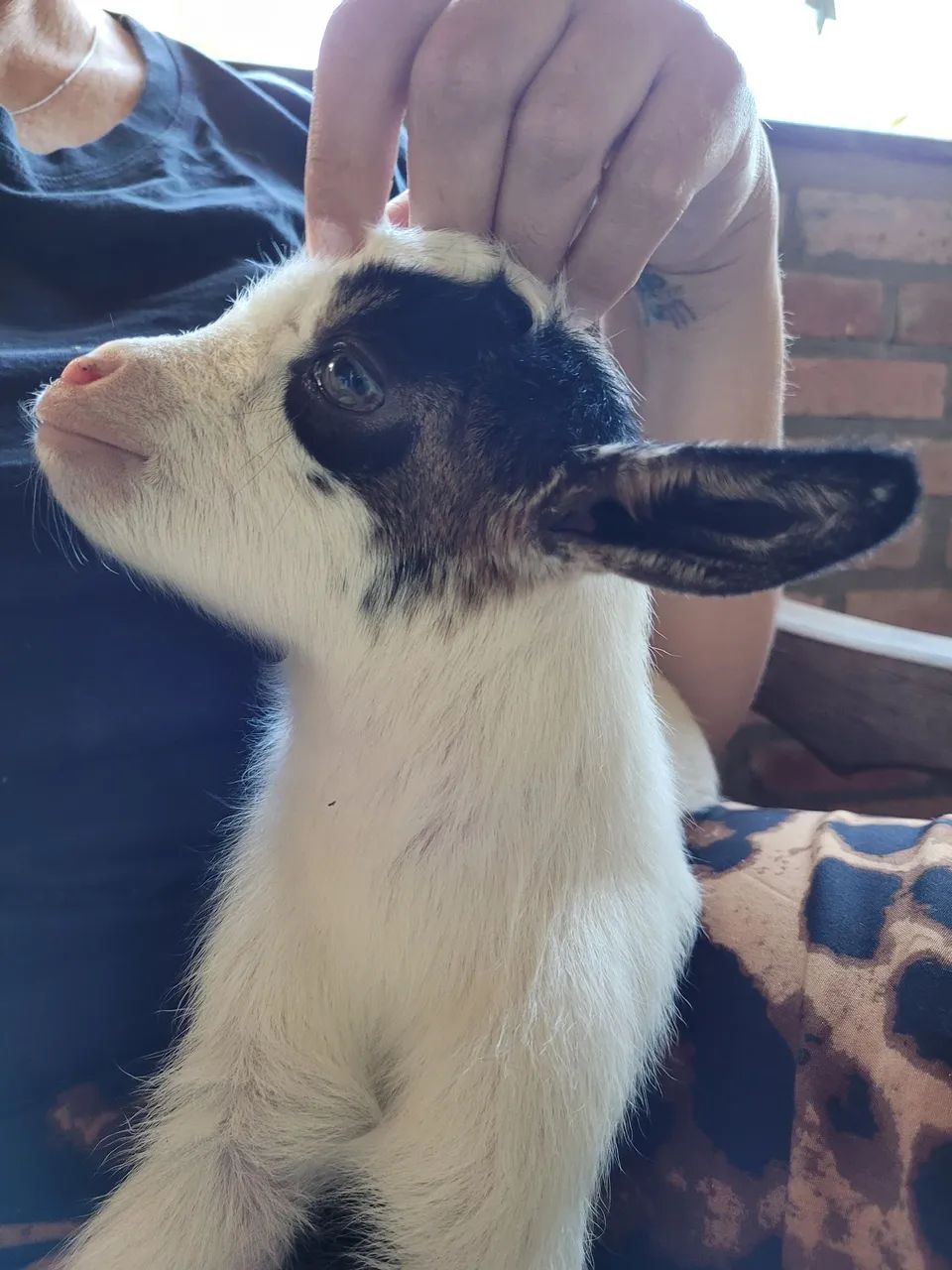 Mini cabras  - Foto 4