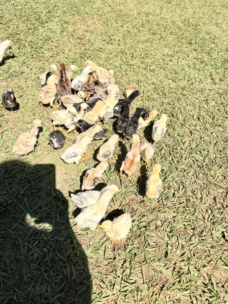 Pintinhos  - Foto 2