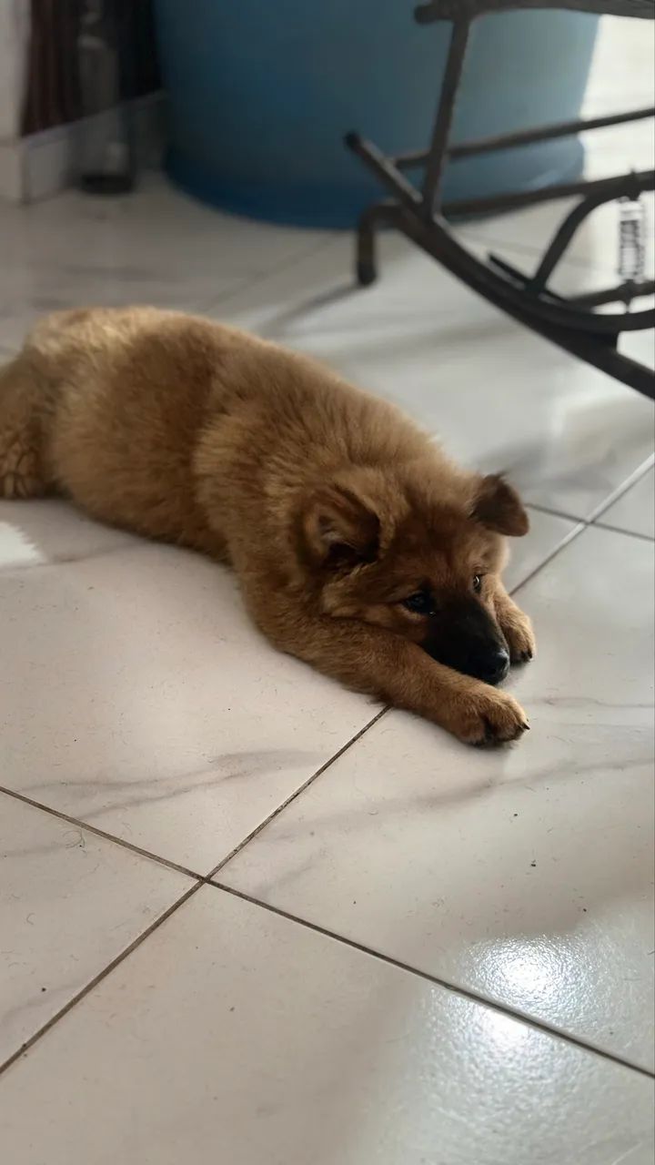 Chow chow disponível! - Foto 2
