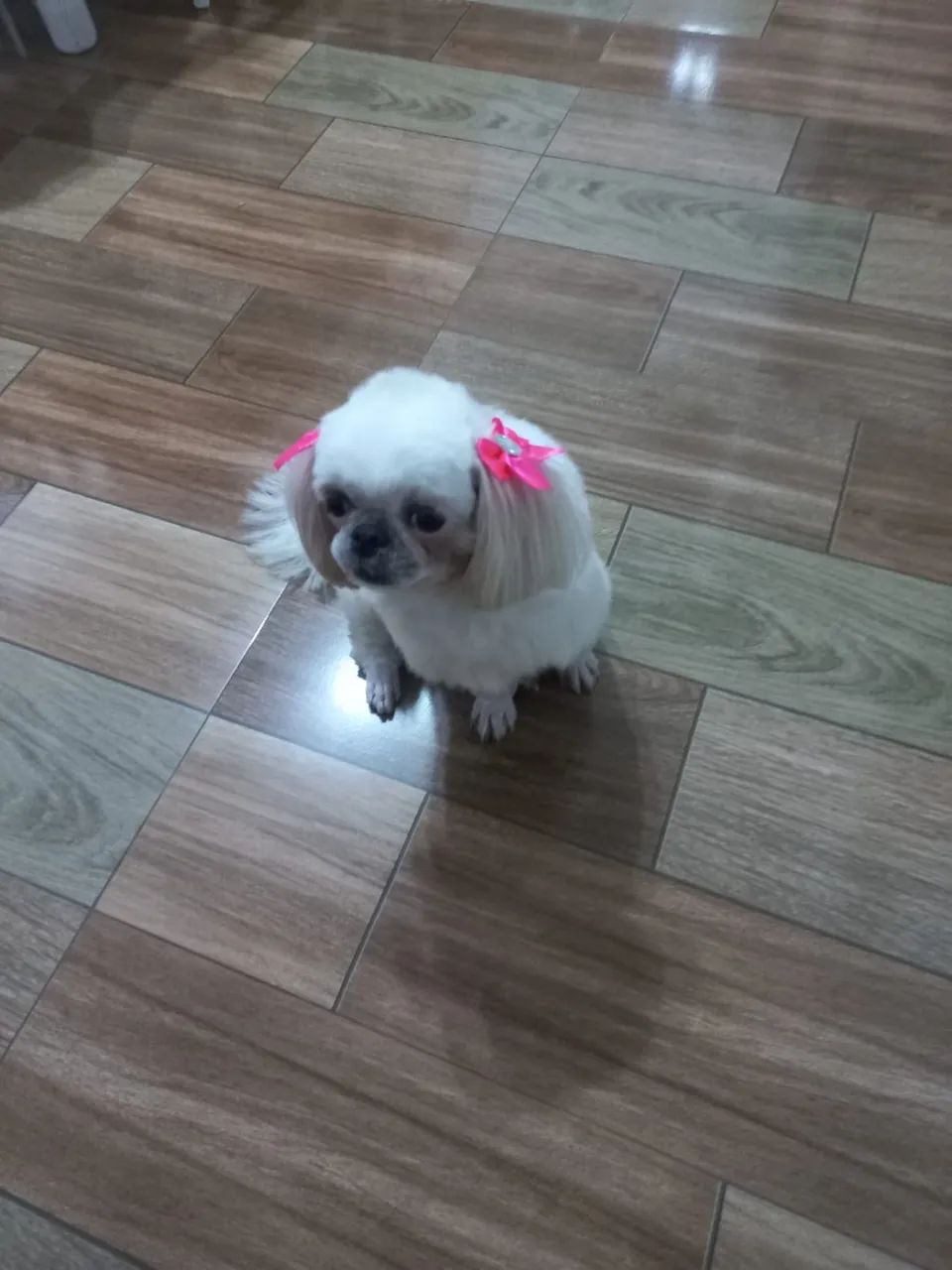 Shitzu fêmea (dócil - 1 ano e 7 meses) - Foto 3