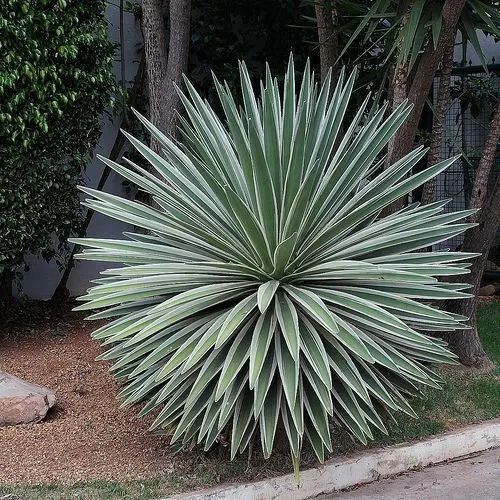 Mudas de Agave