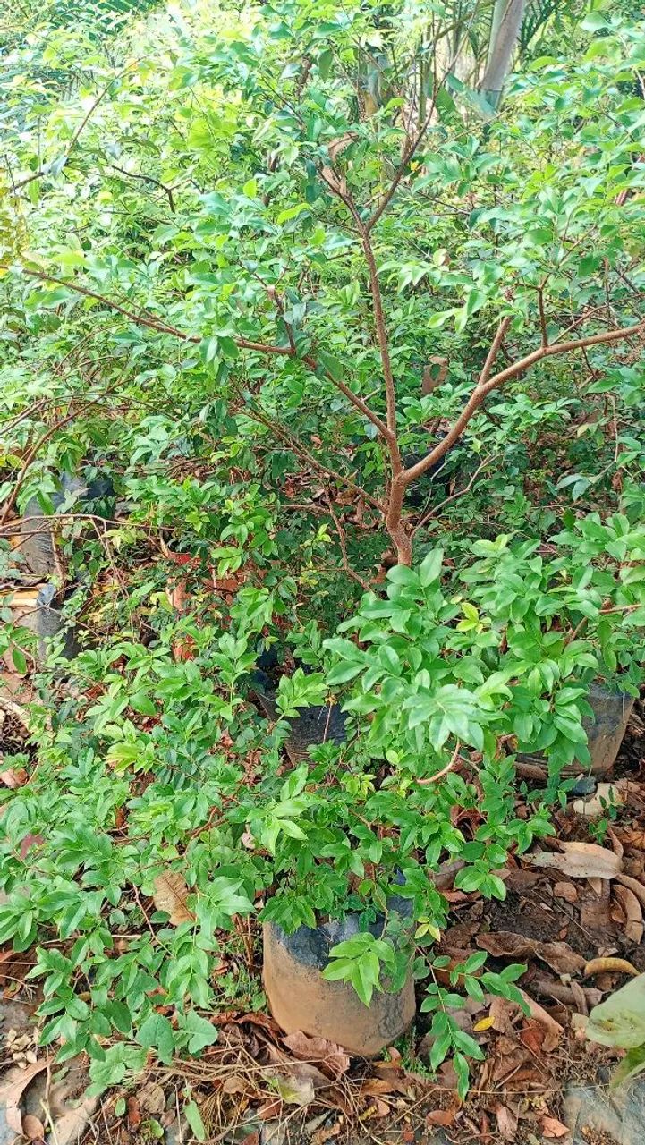 Mudas de plantas frutíferas  - Foto 2