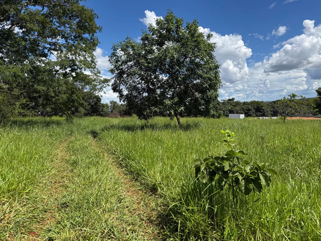 Chácaras 7 mil reais entrada Anápolis  - Foto 3