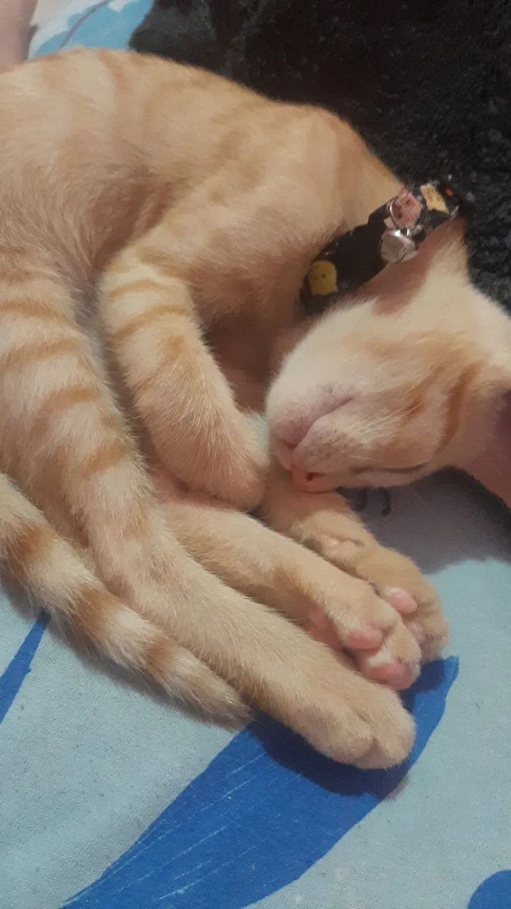 DOAÇÃO GATO - Foto 3