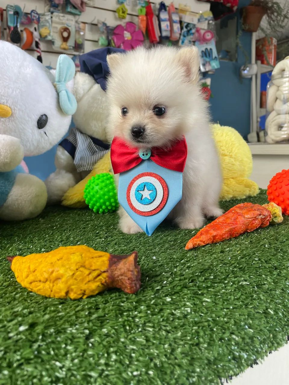 **spitz alemão macho $2.300,00