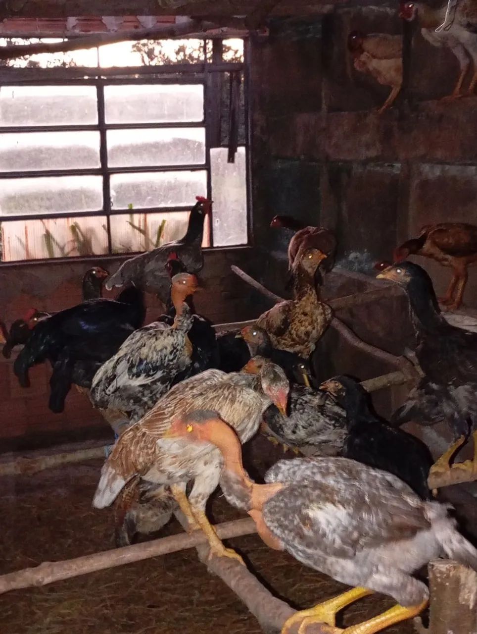 Frango caipira  - Foto 2