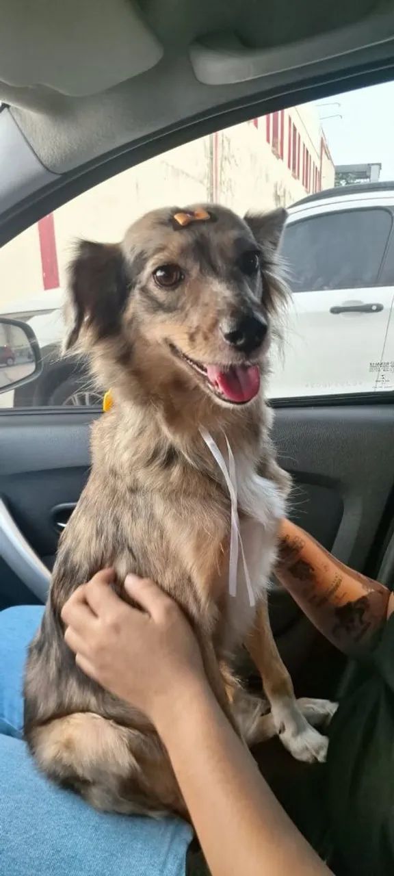 Doação Responsável  - Foto 4
