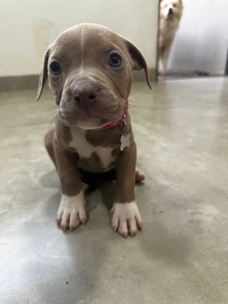 Fêmea Pit Monster com Pedigree, 1ª Vacina Importada e Vermifugada