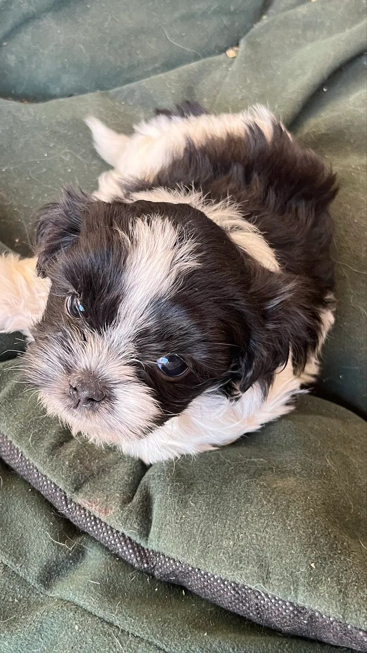 Filhotes de lhasa apso  - Foto 3