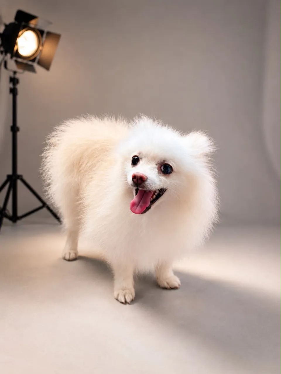 Spitz alemão macho, quer namorada.