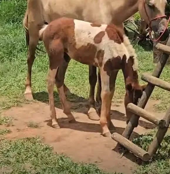 Potro pampa marcha picada
