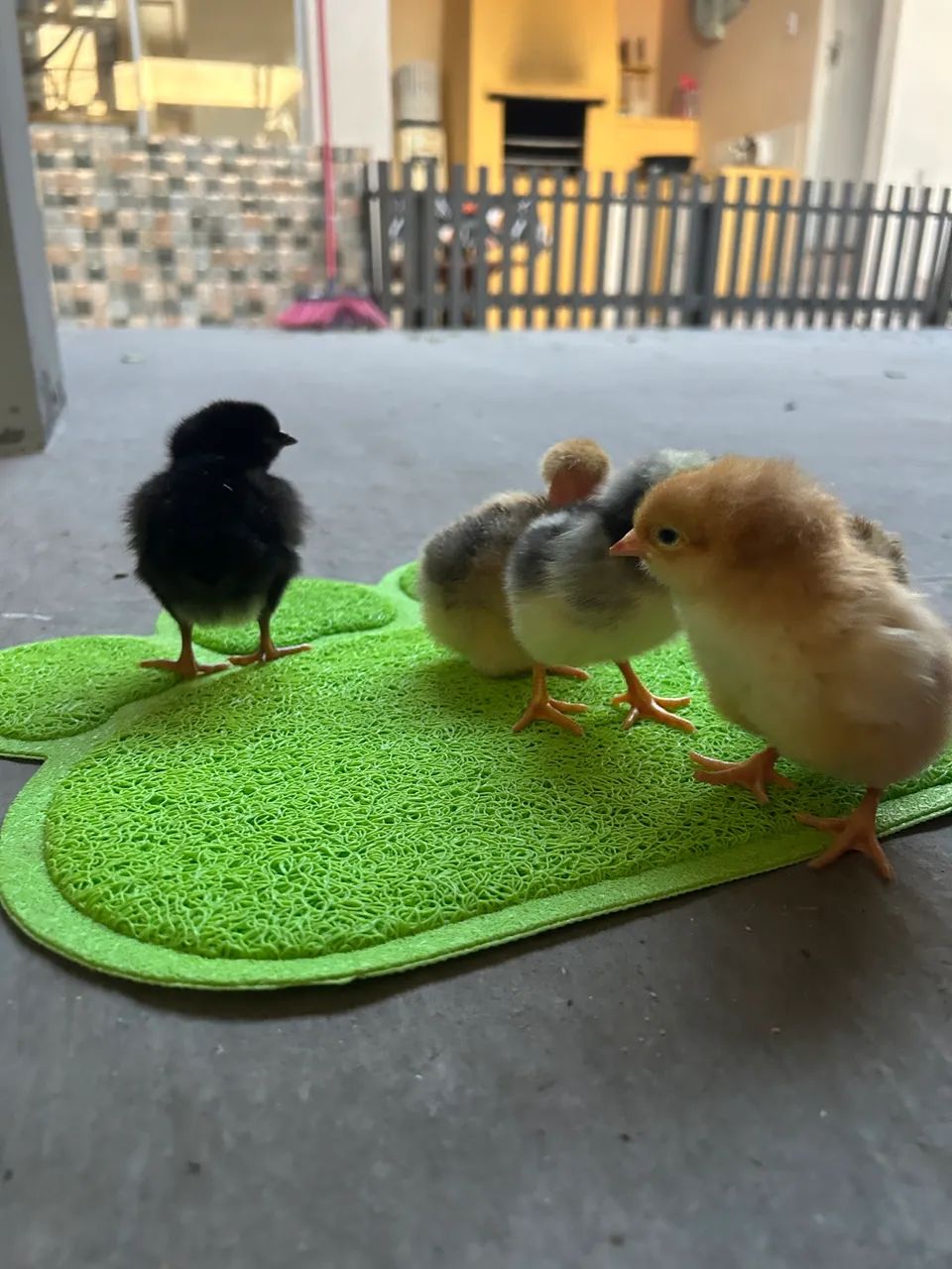 Pintinhos de galinha caipira - Foto 4