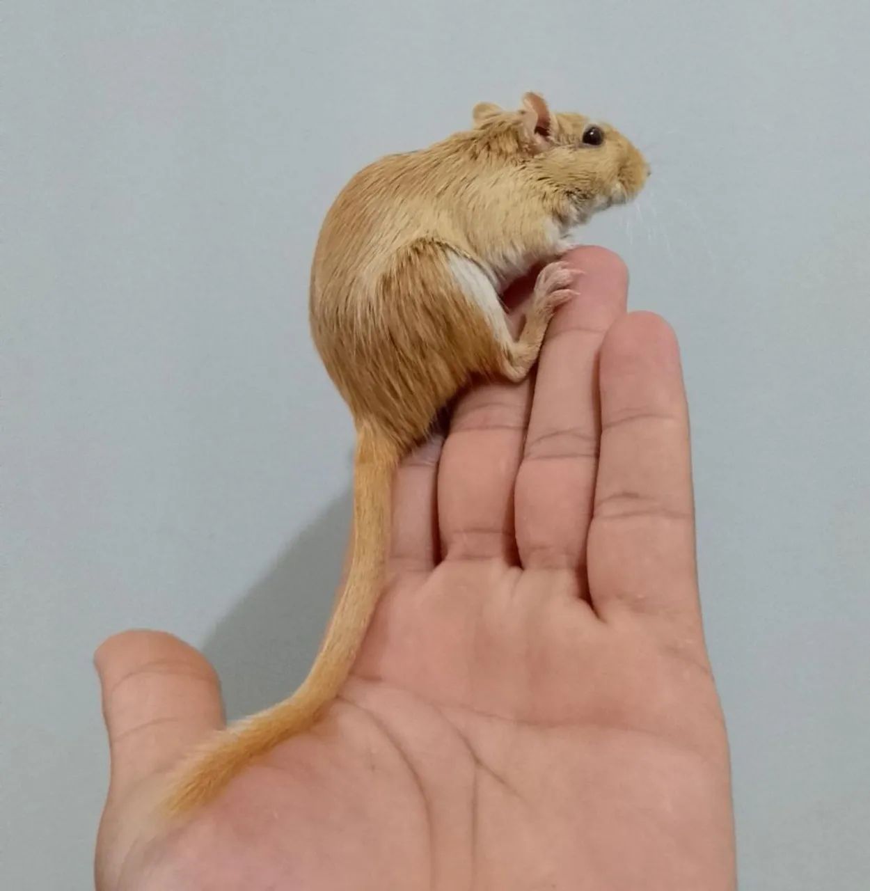 ESQUILO DA MONGÓLIA GERBIL, RATINHO HAMSTER  - Foto 6