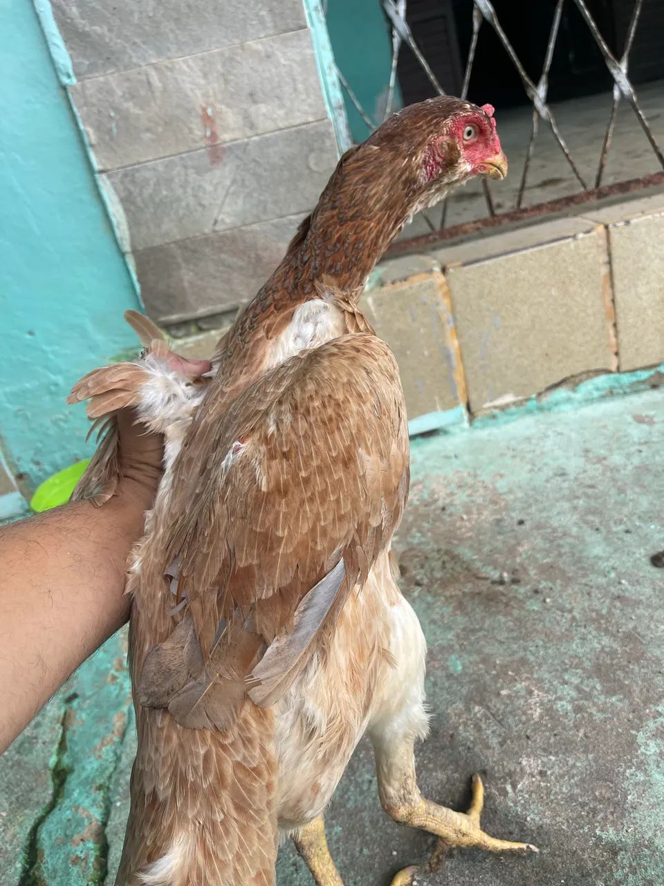 Galo