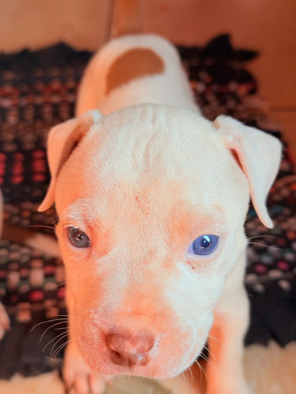 Pitbull  - Foto 3