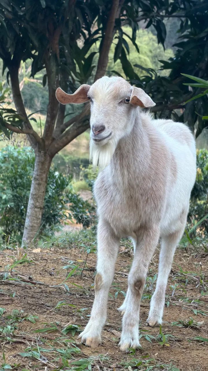Cabrito macho 4 meses - Foto 4