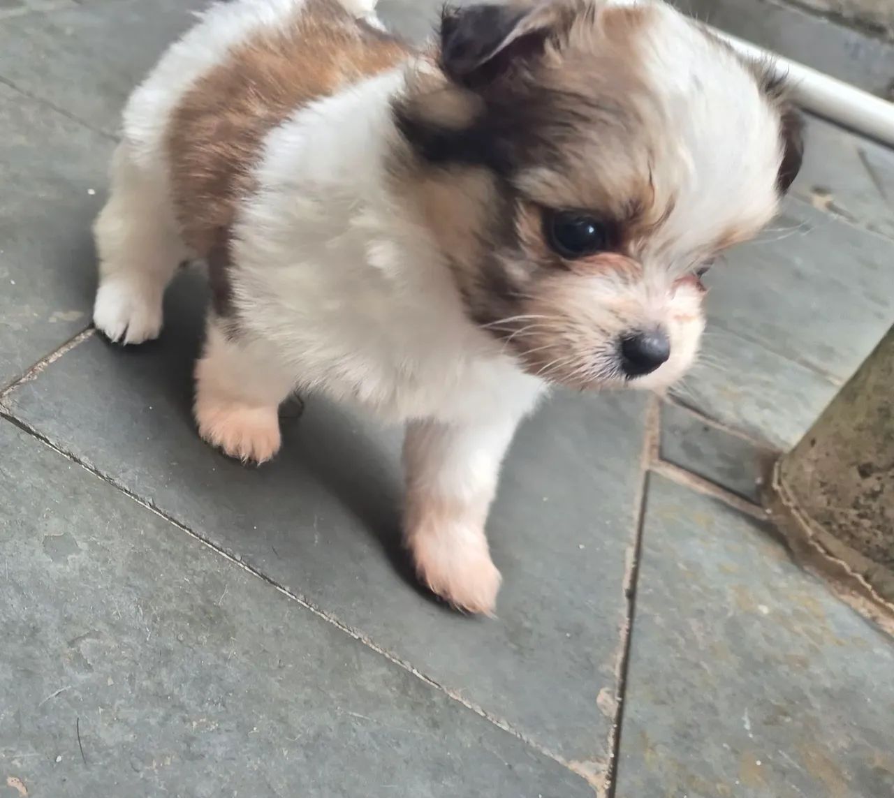 Filhotes Lhasa apso macho - Foto 2