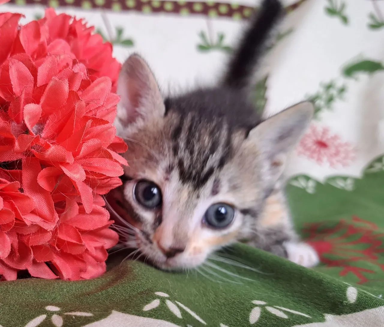  Adoção Responsável <br> - Foto 2