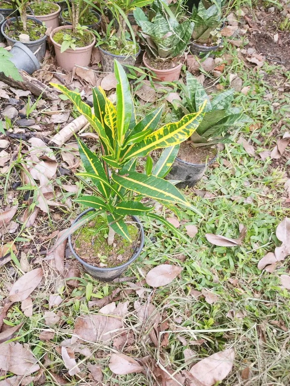 Muda de cróton - Foto 3