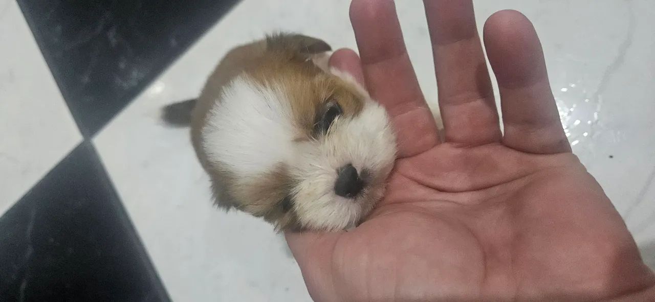 SHIH TZU FILHOTES  - Foto 5