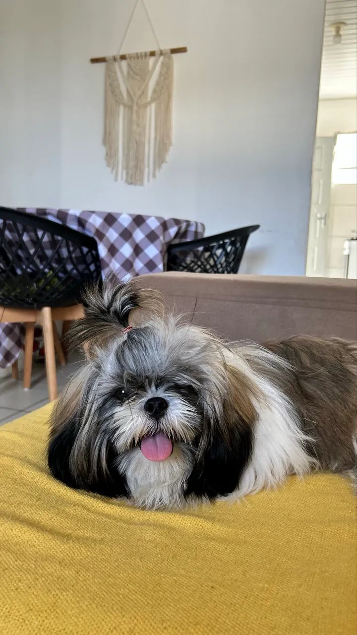 Shih tzu  - Foto 3