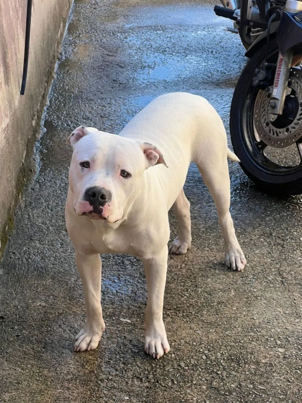 Pit bull - Foto 4