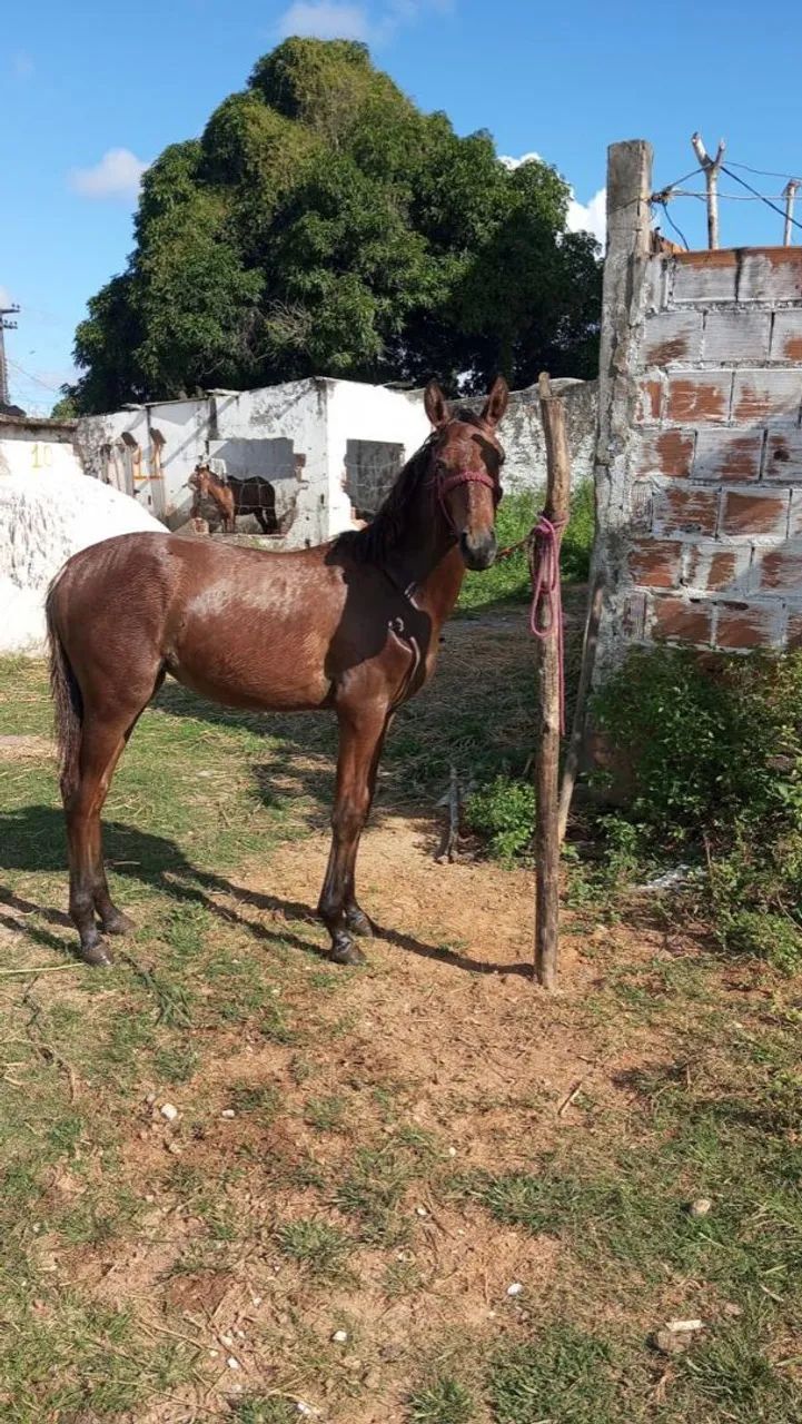 Vende-se ou troca porda bem mestiça de manga larga apenas 8 mês  - Foto 3