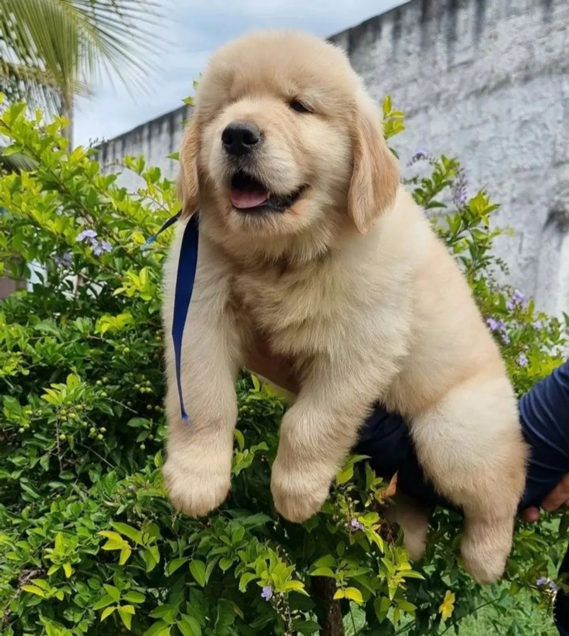 Golden retriever fofuxo - Foto 2