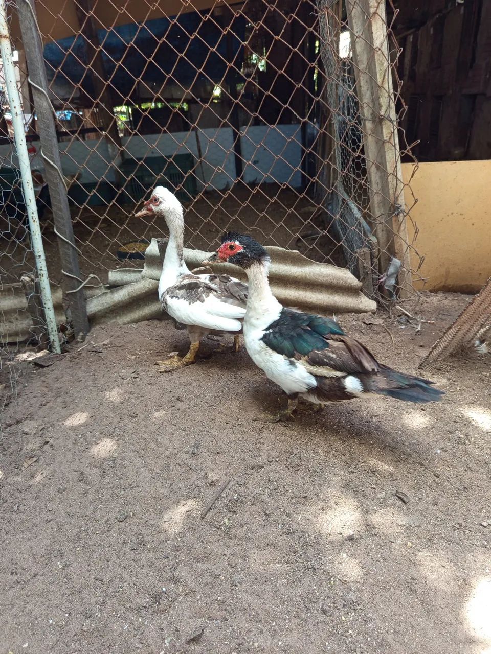 Patos  - Foto 2