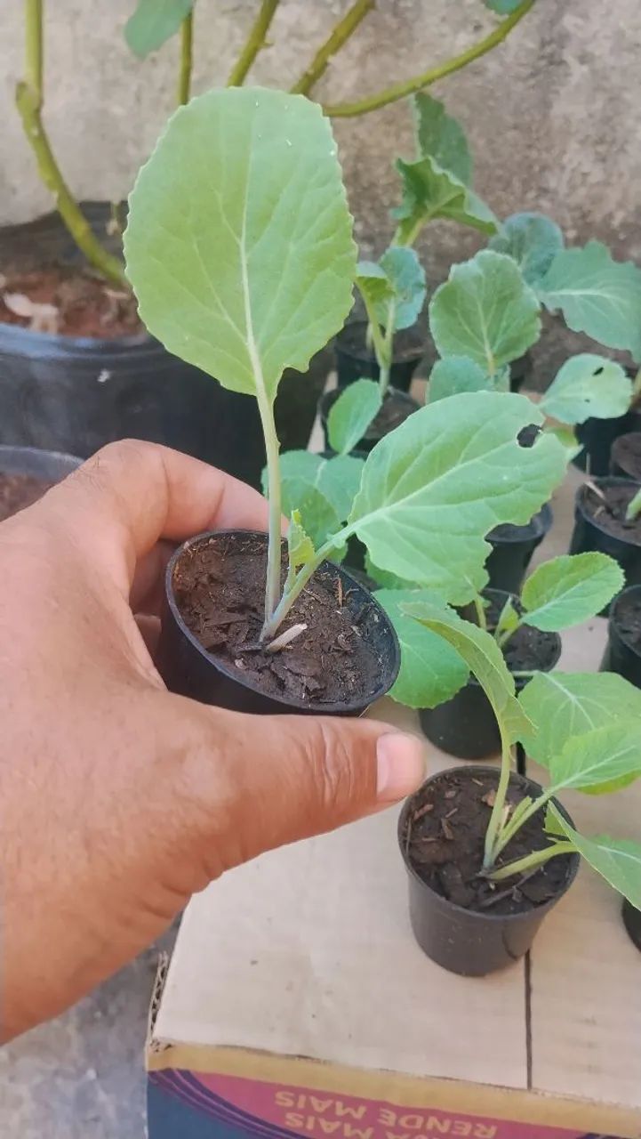 Mudas de couve já erraisada  - Foto 2