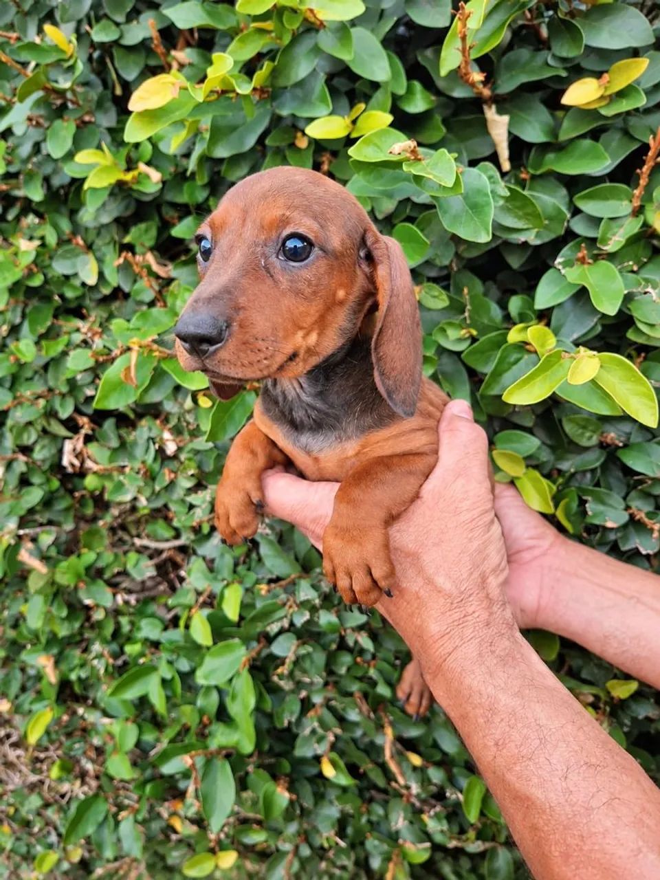 Dachshund filhotes - Foto 4
