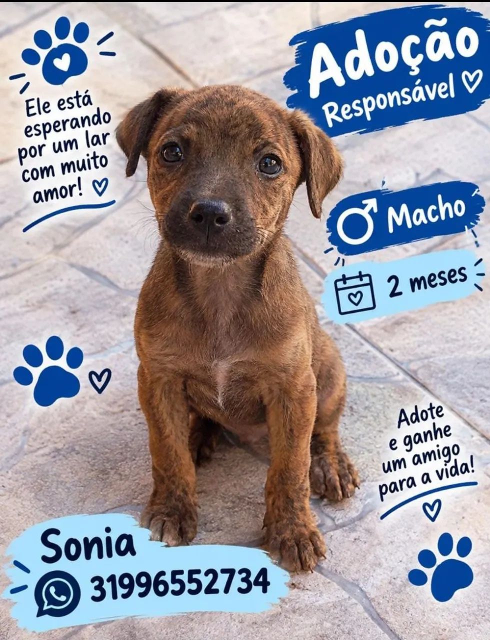 Doação responsável  - Foto 4
