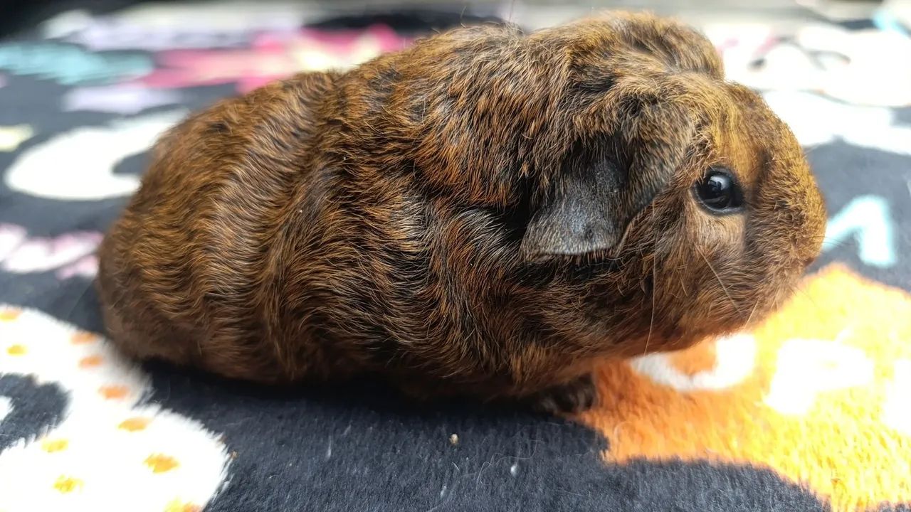 Porquinho da Índia  - Foto 3