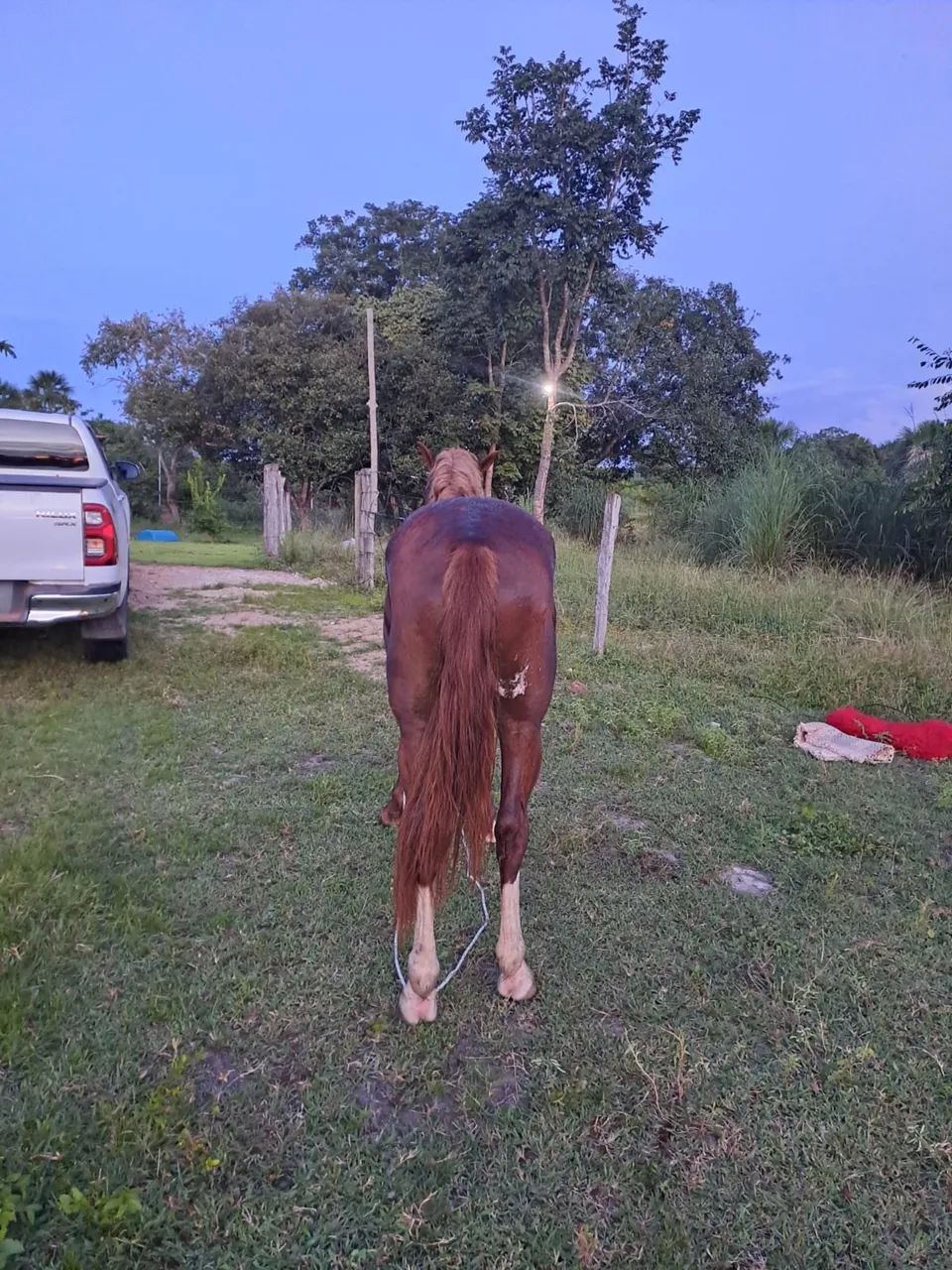 Cavalo quarto milha  - Foto 5