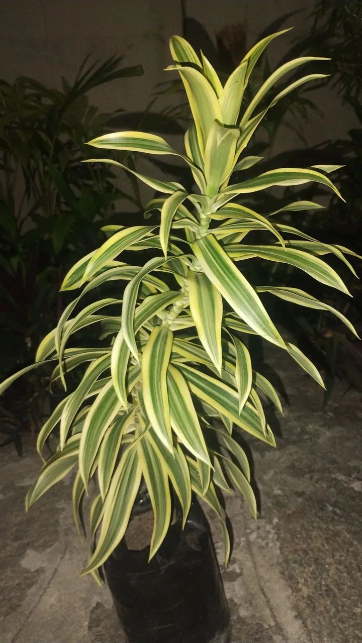 Plantas e Jardinagem  - Foto 2