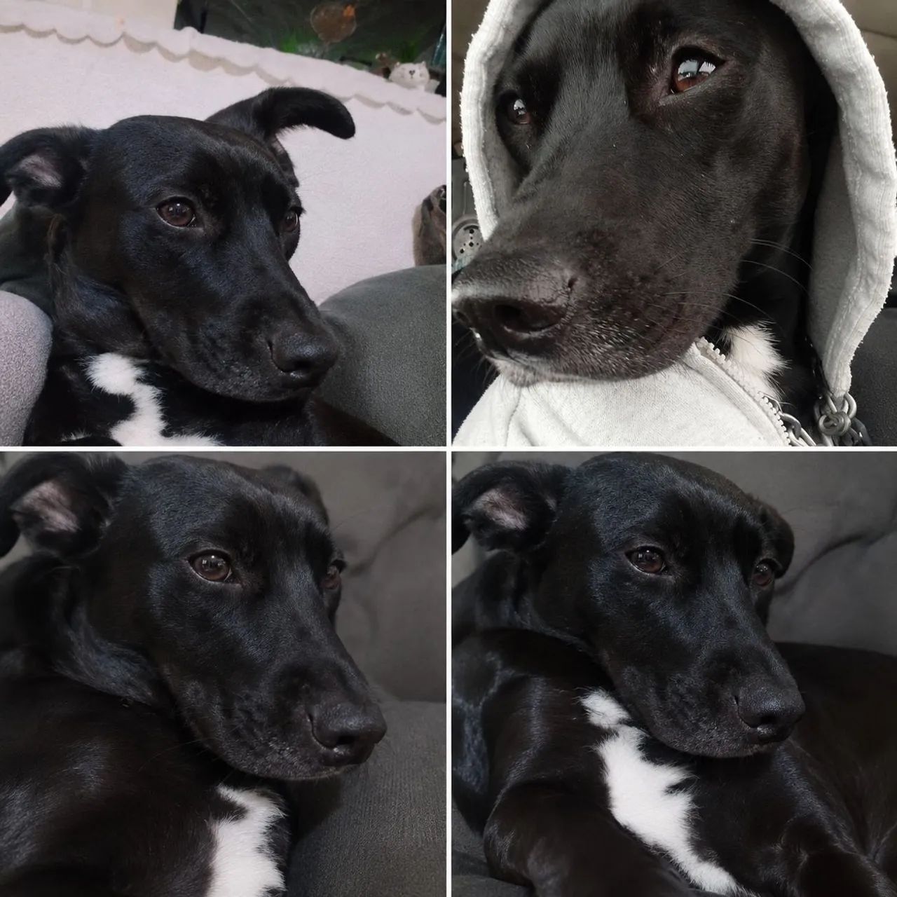 Doa-se cachorra - Foto 2