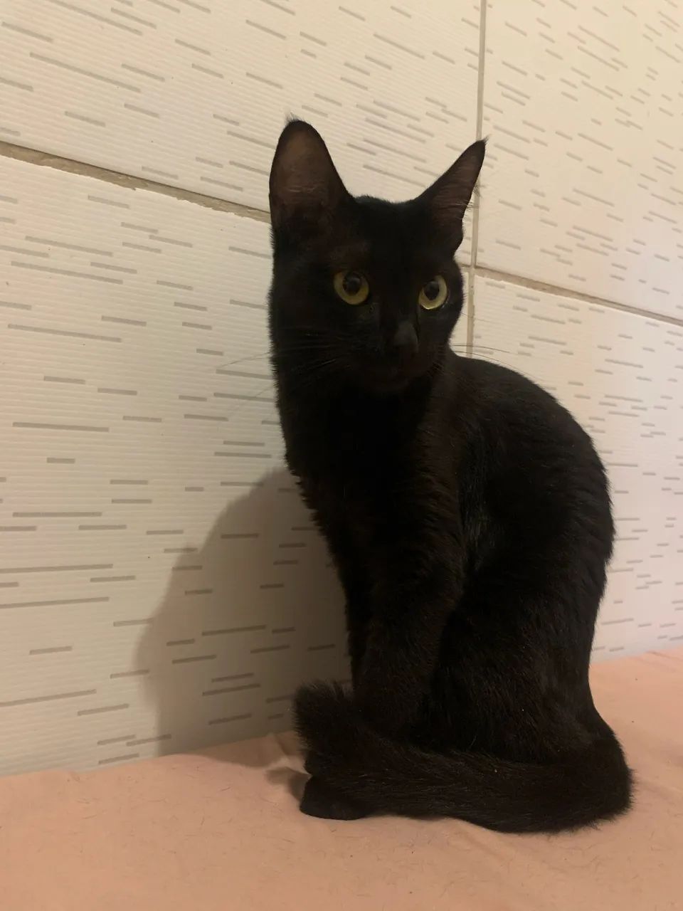 Doa-se gatinha  - Foto 2
