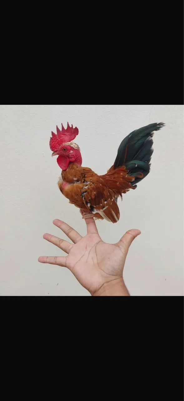 Mini Galizé a venda