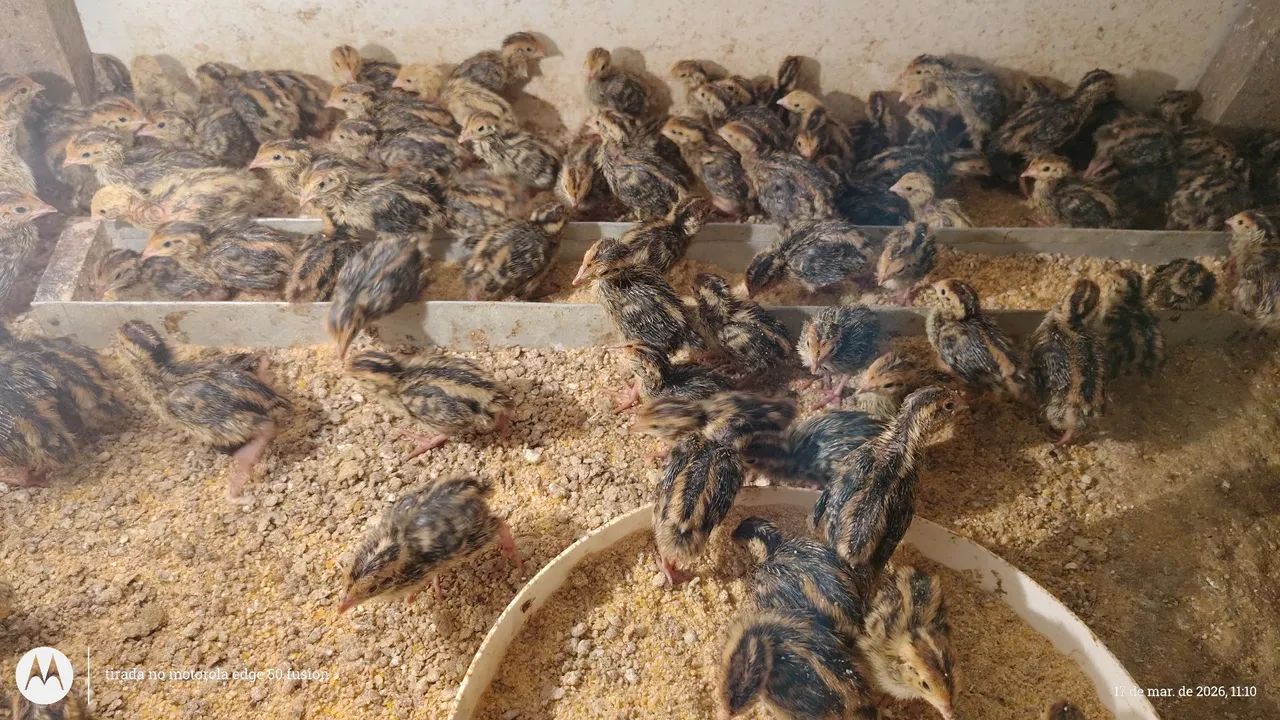 Codornas Gigantes  - Foto 2