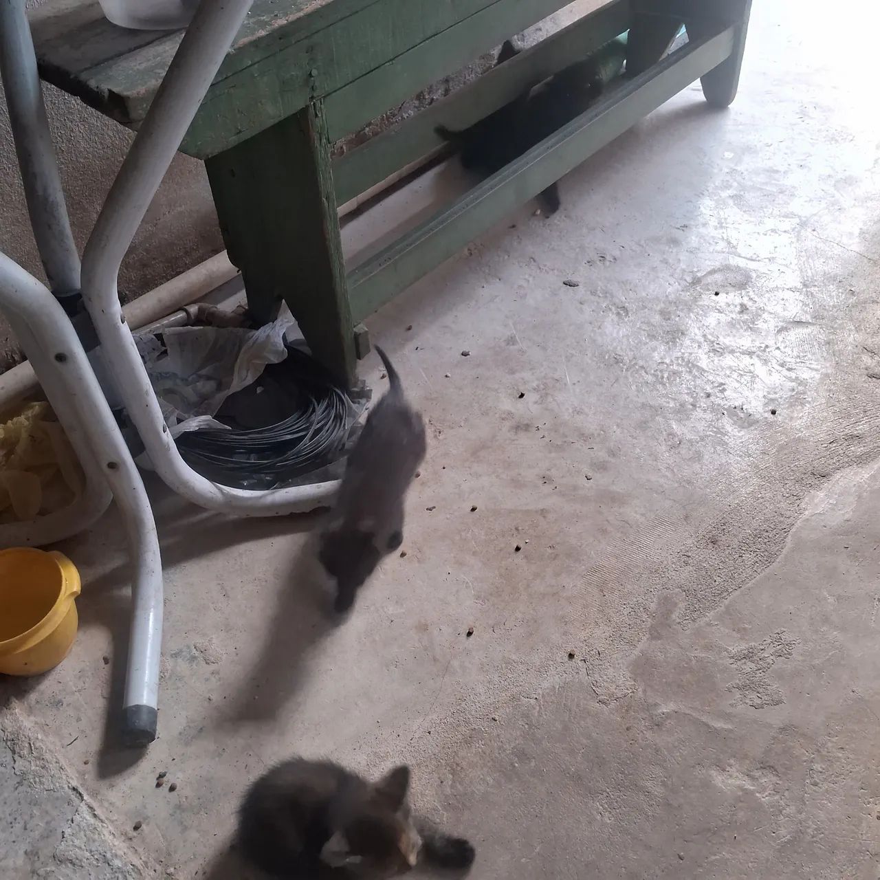 Doação de gato