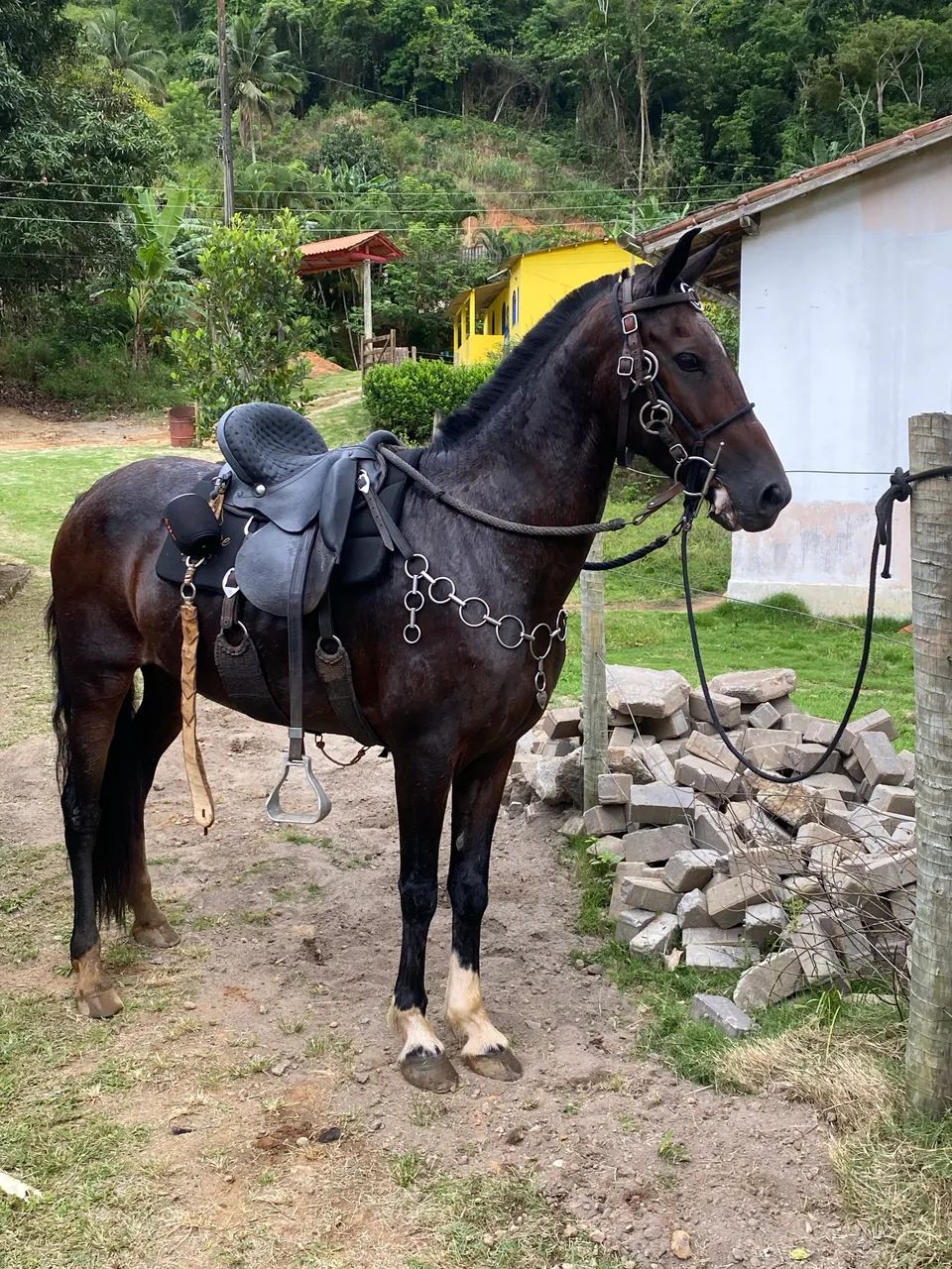 Égua  - Foto 4